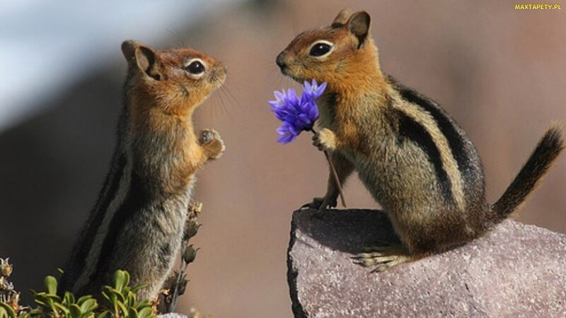 Two Chipmunks Interacting — Brown