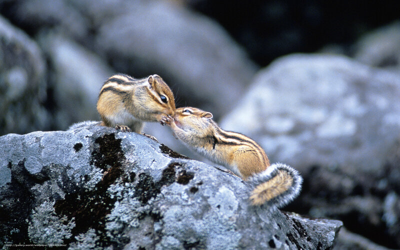 two chipmunks interacting on a rock