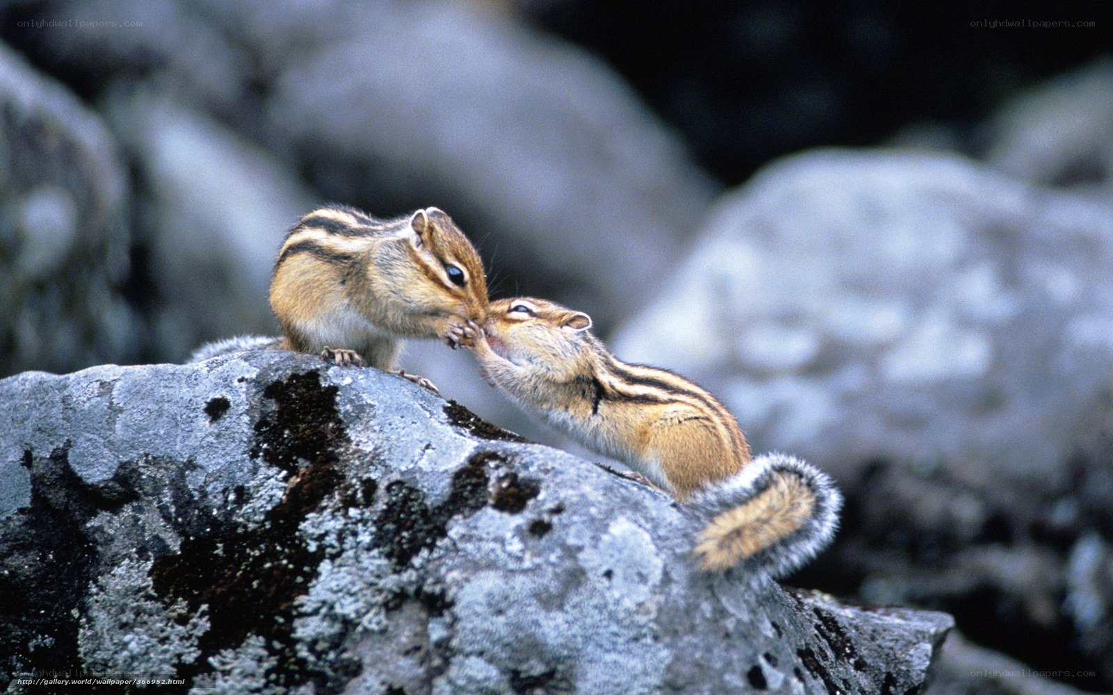 two chipmunks interacting on a rock