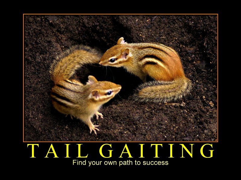 Two Chipmunks Interacting