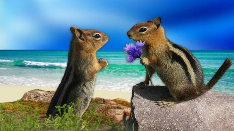 Two Chipmunks on Beach