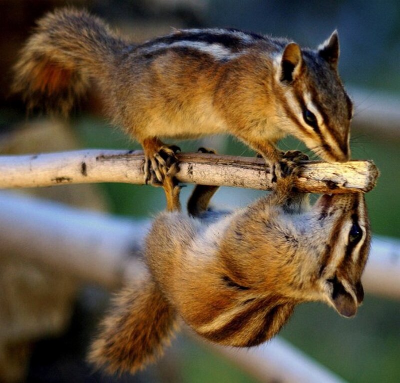 Two Chipmunks on Branch — Brown