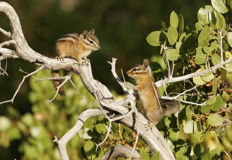 Two Chipmunks on Branch