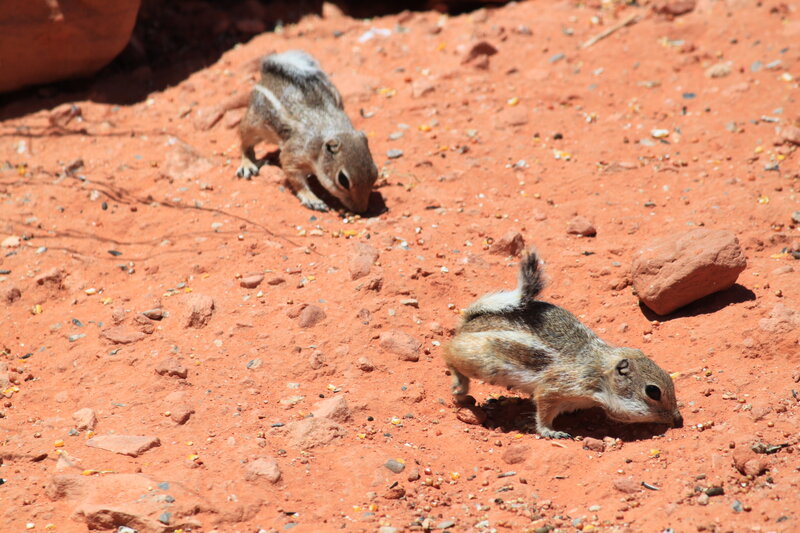 Two Chipmunks on Dirt