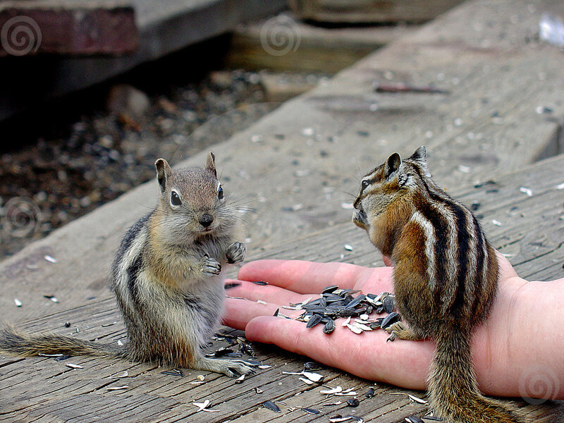 Two Chipmunks on Hand