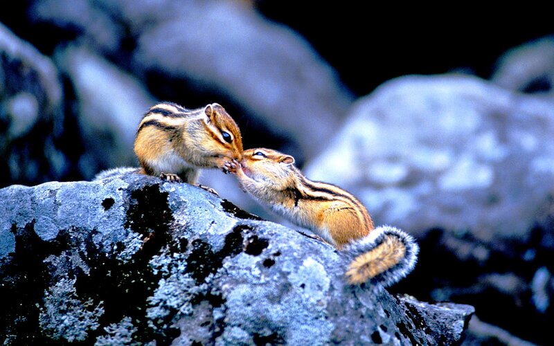 Two Chipmunks on Rock — Brown