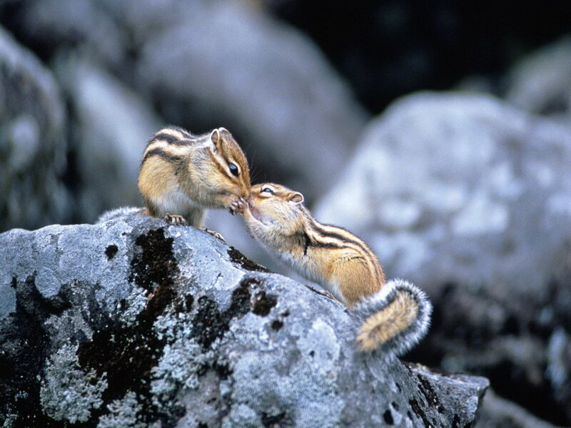 Two Chipmunks on Rock — Gray, Calm, Photograph