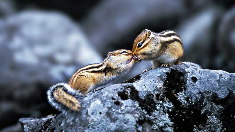 Two Chipmunks on Rock — Gray, Calm