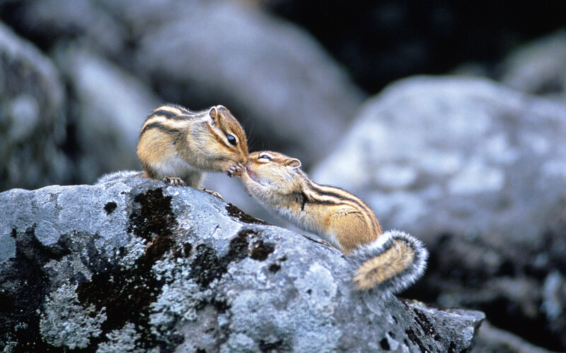 Two Chipmunks on Rock — Gray