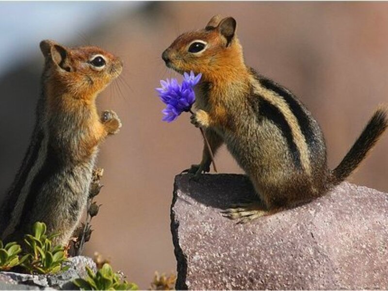 Two Chipmunks on Rocks