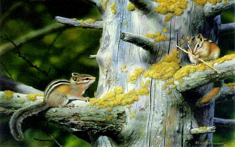 Two Chipmunks on Tree