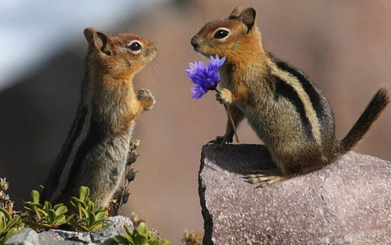 Two Chipmunks with Flower
