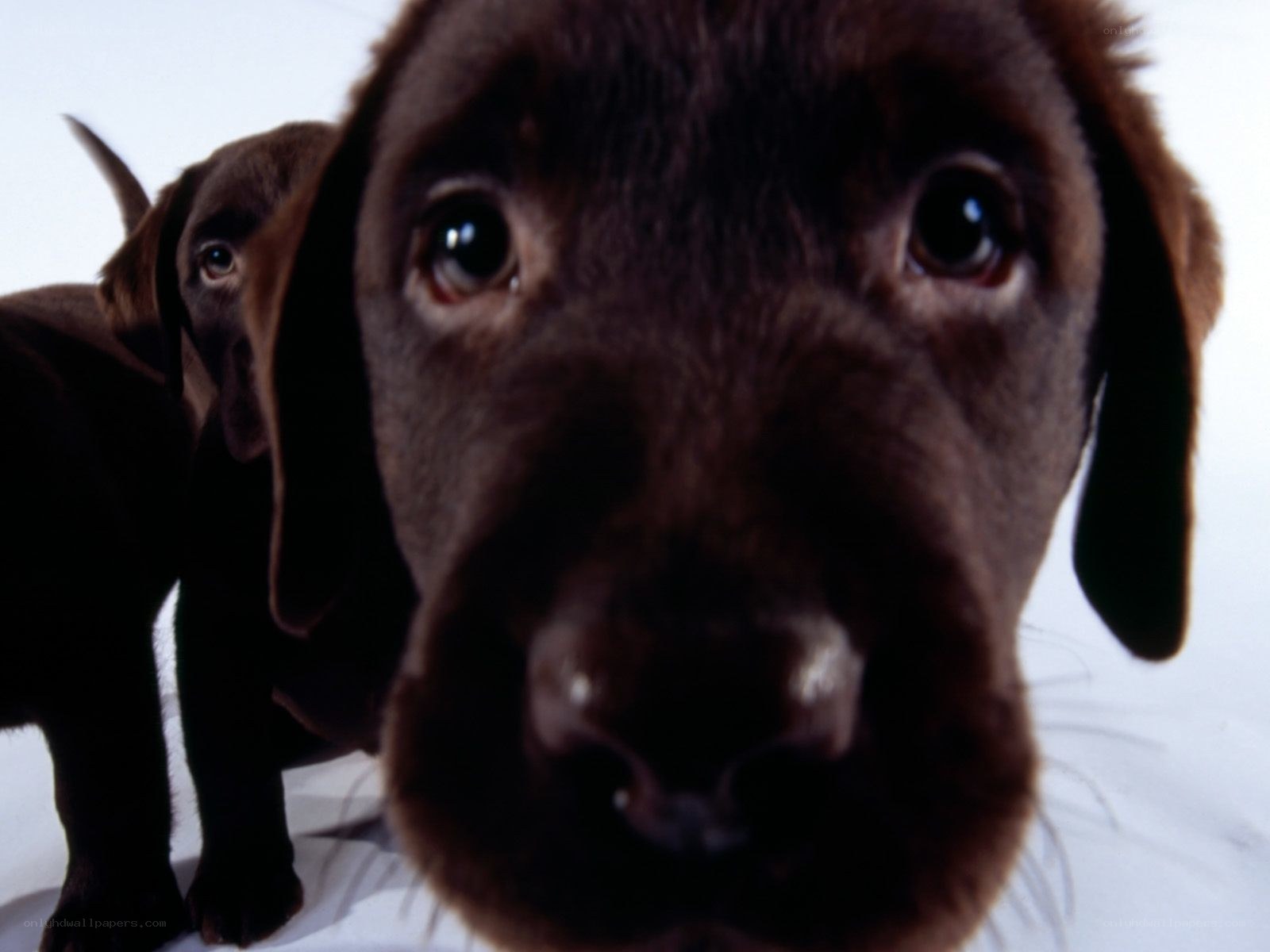 two chocolate lab puppies