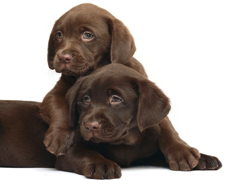 two chocolate lab puppies