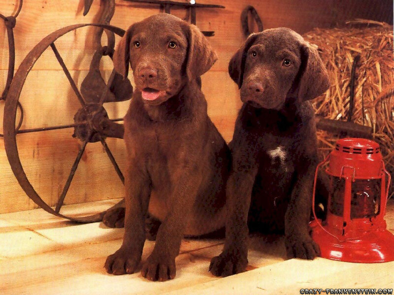 Two Chocolate Lab Puppies — Brown, Calm, Photograph
