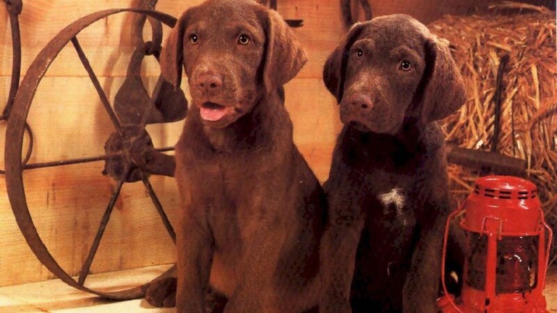 Two Chocolate Lab Puppies — Brown, Calm