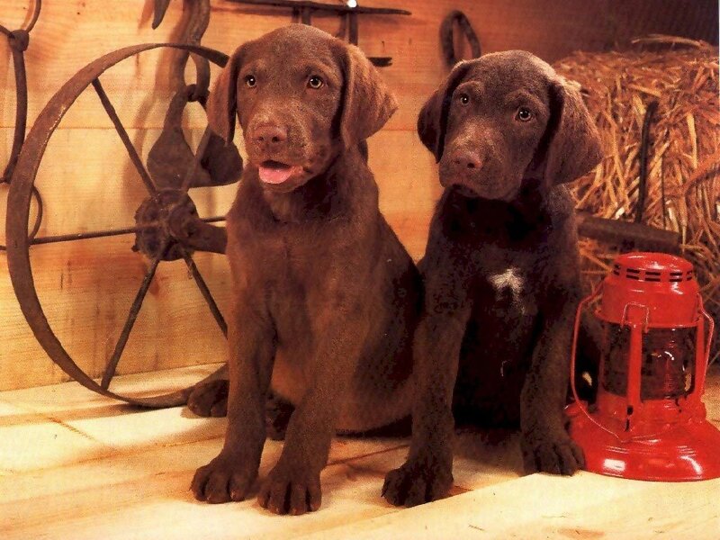 Two Chocolate Lab Puppies — Brown
