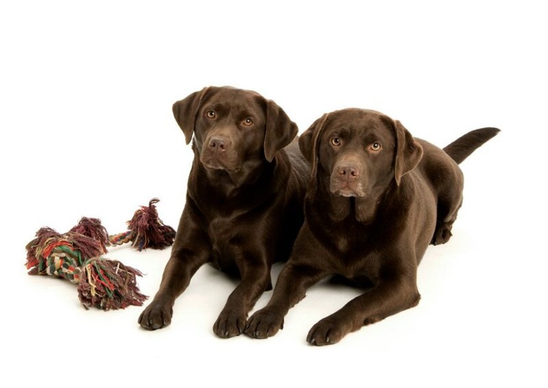 Two Chocolate Labrador Dogs — Brown