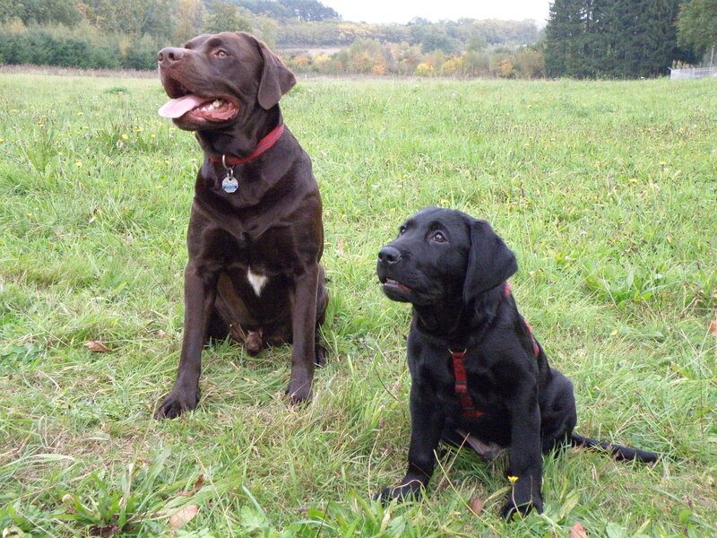 Two Chocolate Labrador Dogs
