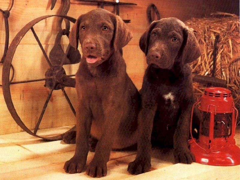 Two chocolate Labrador puppies