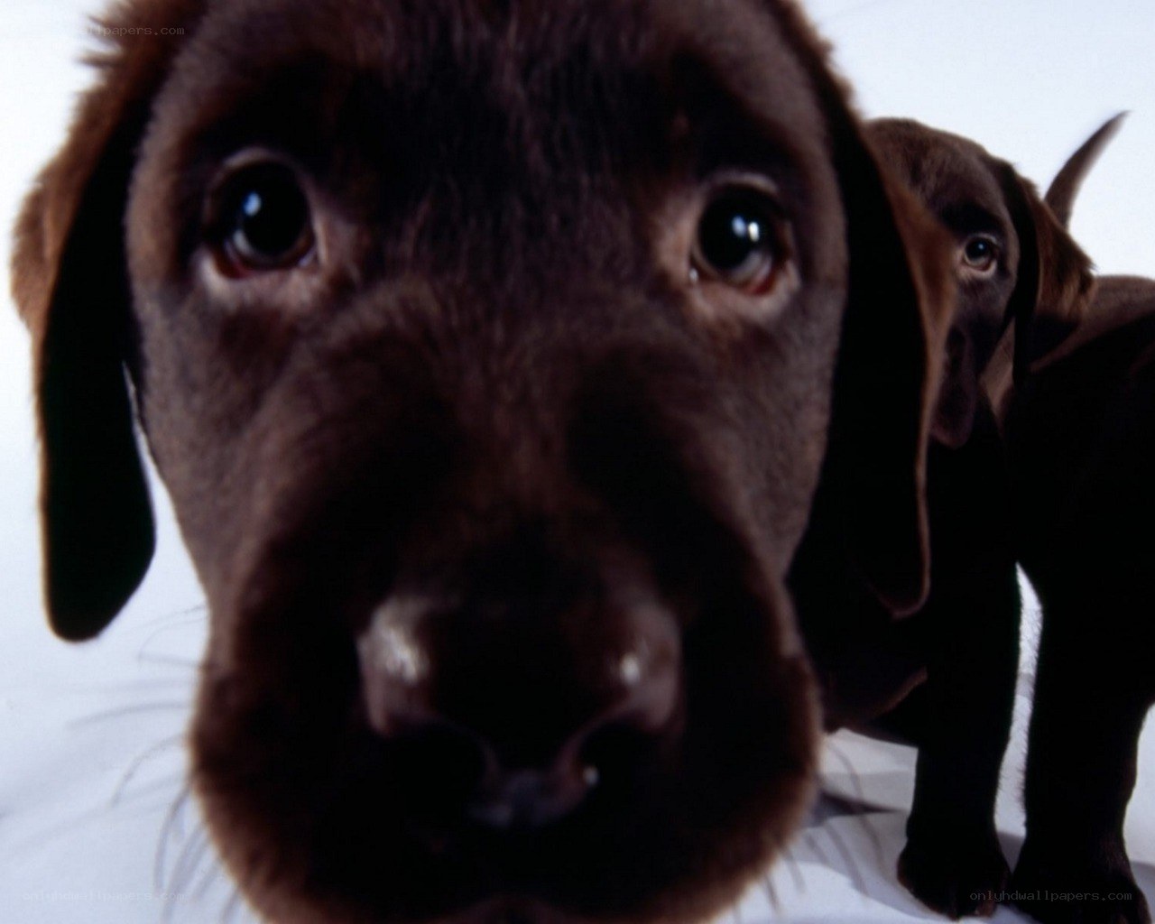Two chocolate Labrador puppies