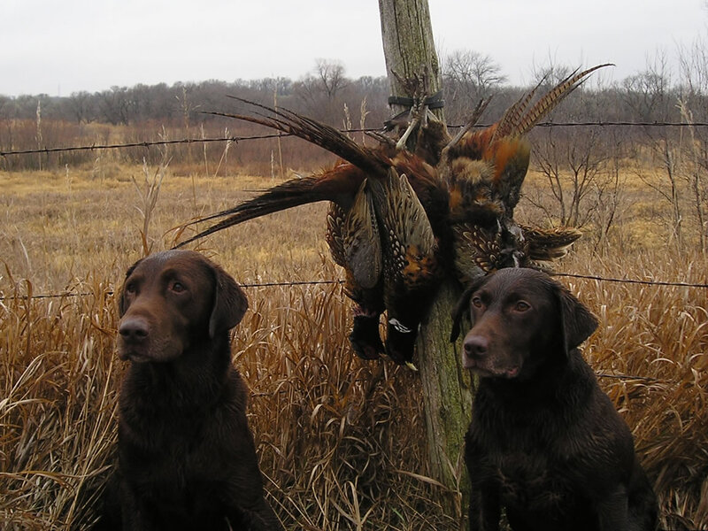 Two Chocolate Labs with Pheasants