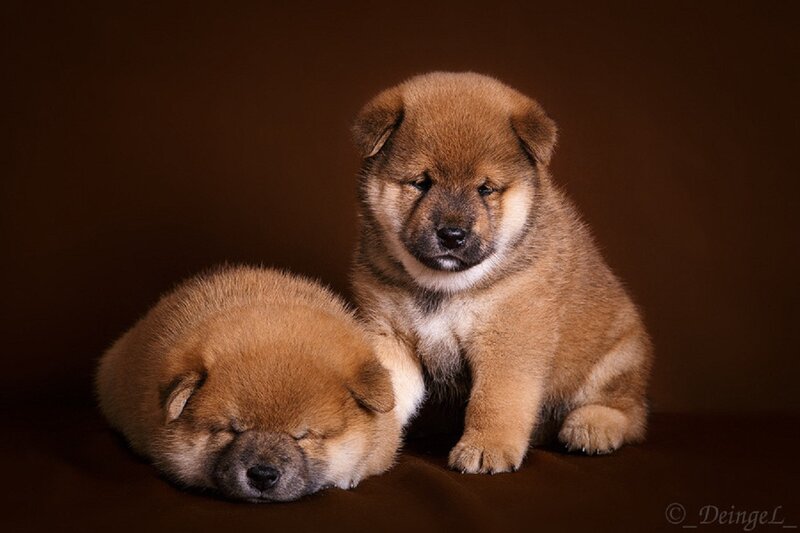 Two Chow Chow Puppies — Brown, Calm, Photograph