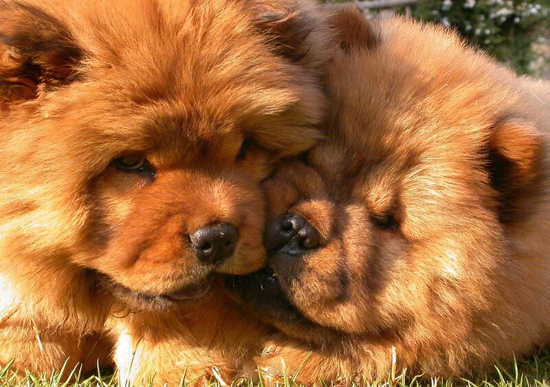 Two Chow Chow Puppies — Brown, Calm