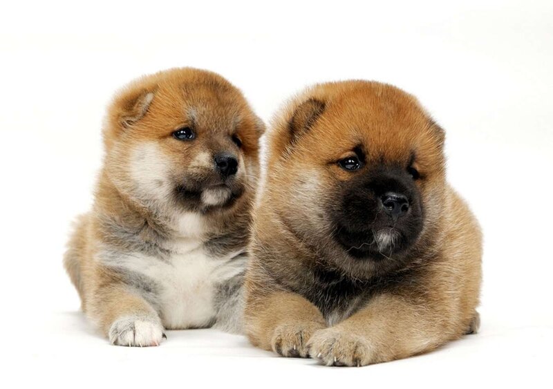 Two Chow Chow Puppies — Brown