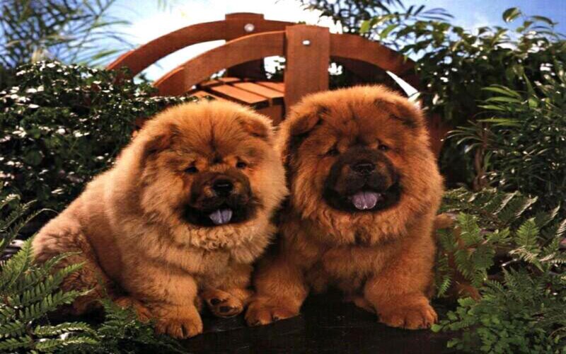 Two Chow Chow Puppies