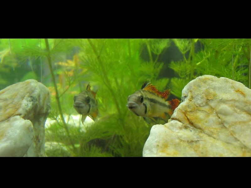 Two Cichlid Fish — Green
