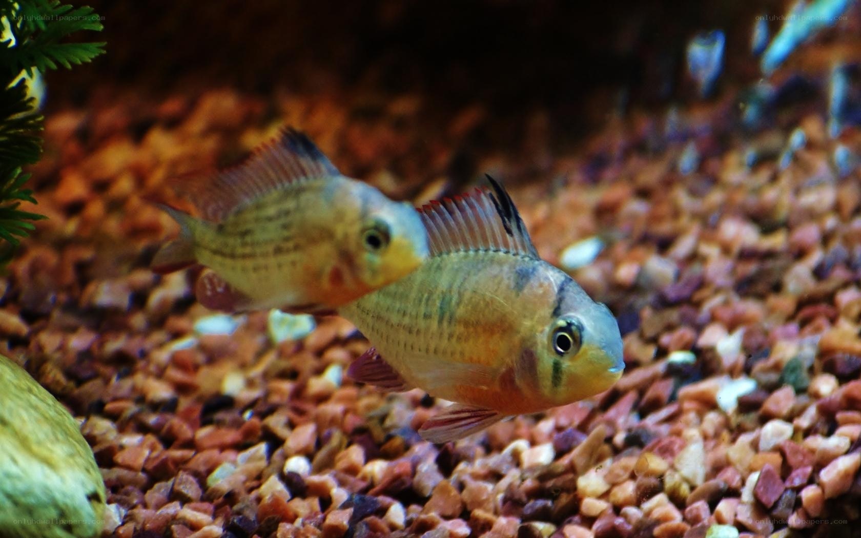 two cichlid fish in aquarium
