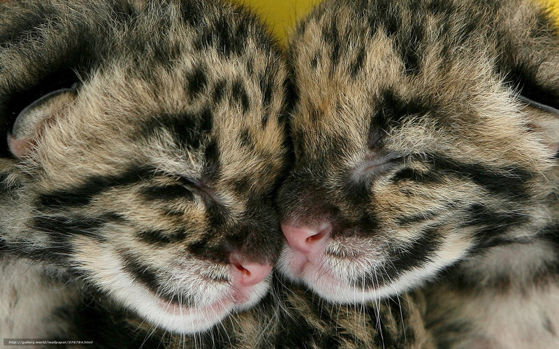 Two Clouded Leopard Cubs — Brown, Peaceful