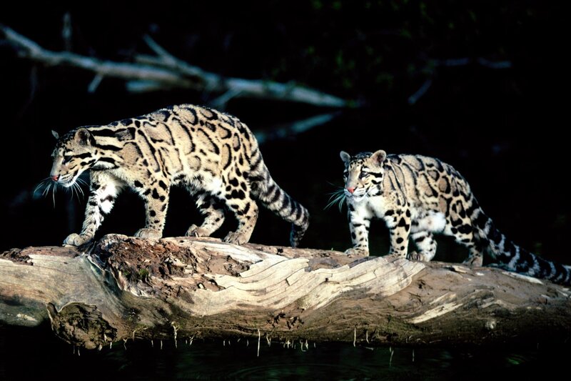 Two Clouded Leopards — Black