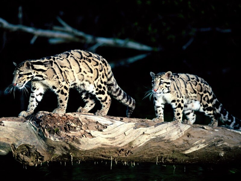Two Clouded Leopards — Brown, Alert, Night