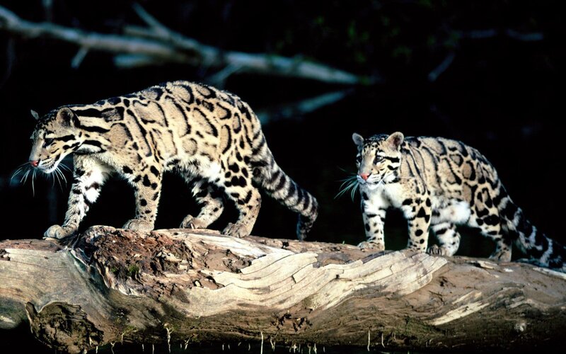 Two Clouded Leopards — Brown, Alert