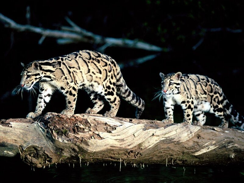 Two Clouded Leopards — Brown