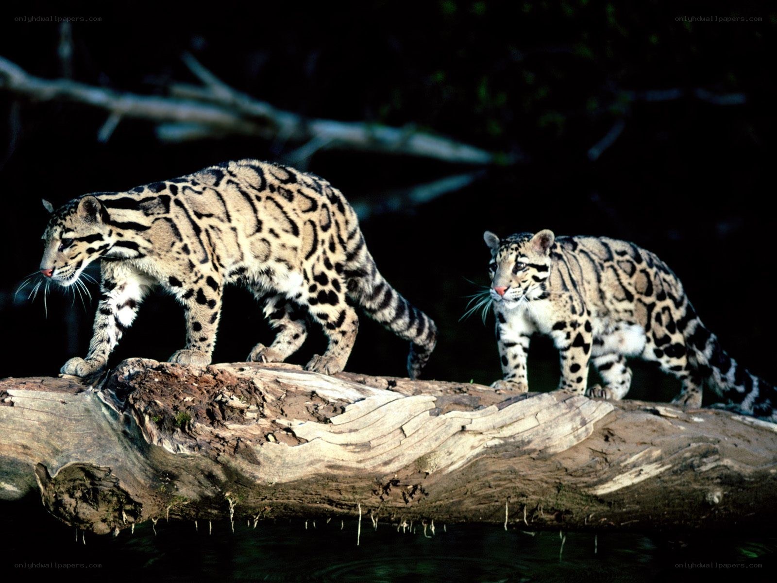 Two clouded leopards on a log