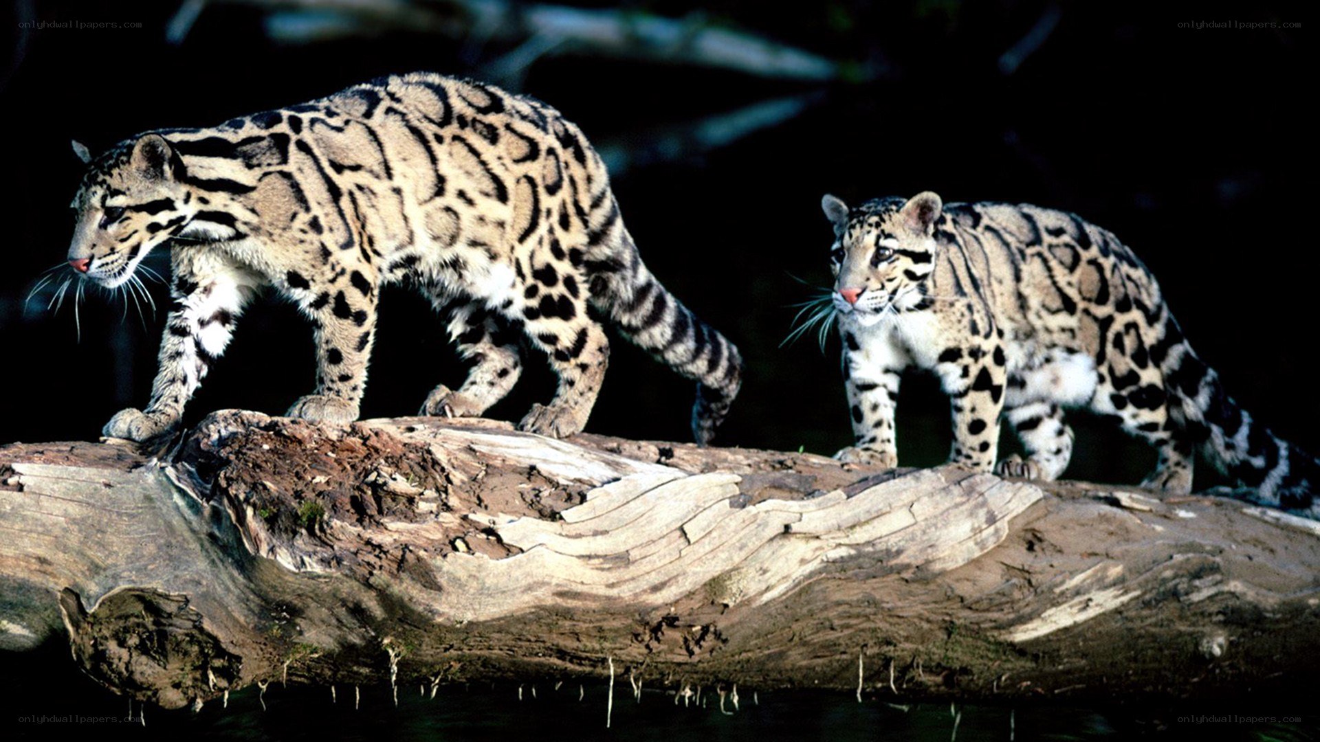 Two clouded leopards on a log