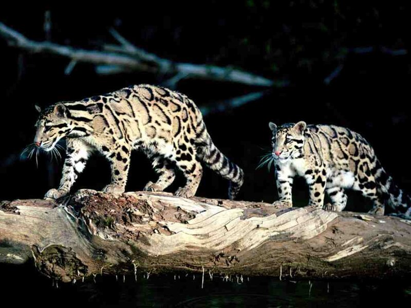 Two clouded leopards on a log