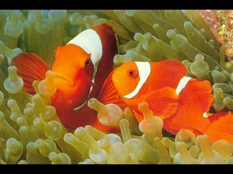 Two clownfish in anemone