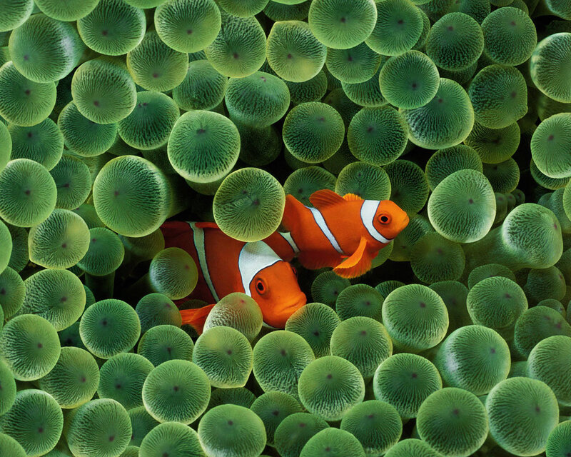 Two Clownfish in Anemone — Calm, Ocean