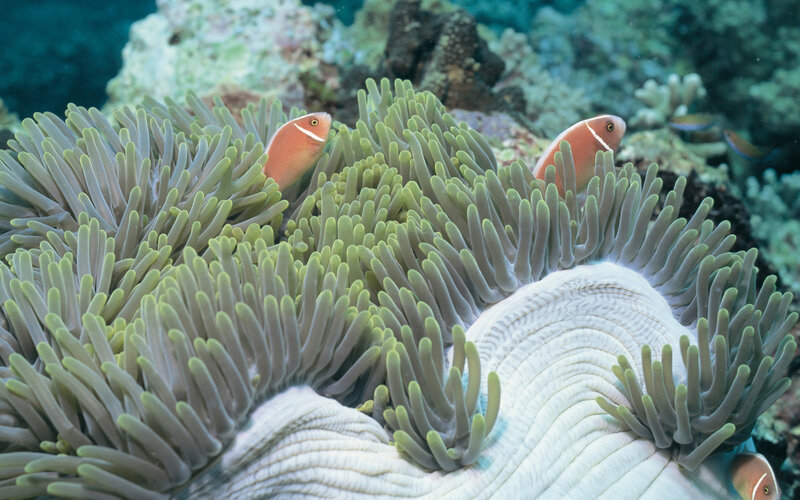 Two Clownfish in Anemone — Green, Calm, Photograph, Coral