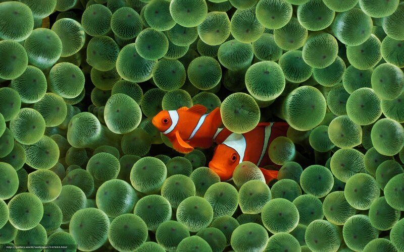 Two Clownfish in Anemone — Green, Calm