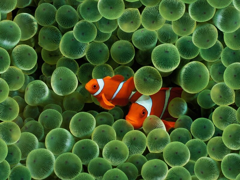 Two Clownfish in Anemone — Green, Orange