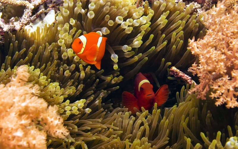Two Clownfish in Anemone — Orange, Calm, Photograph, Coral, Reef