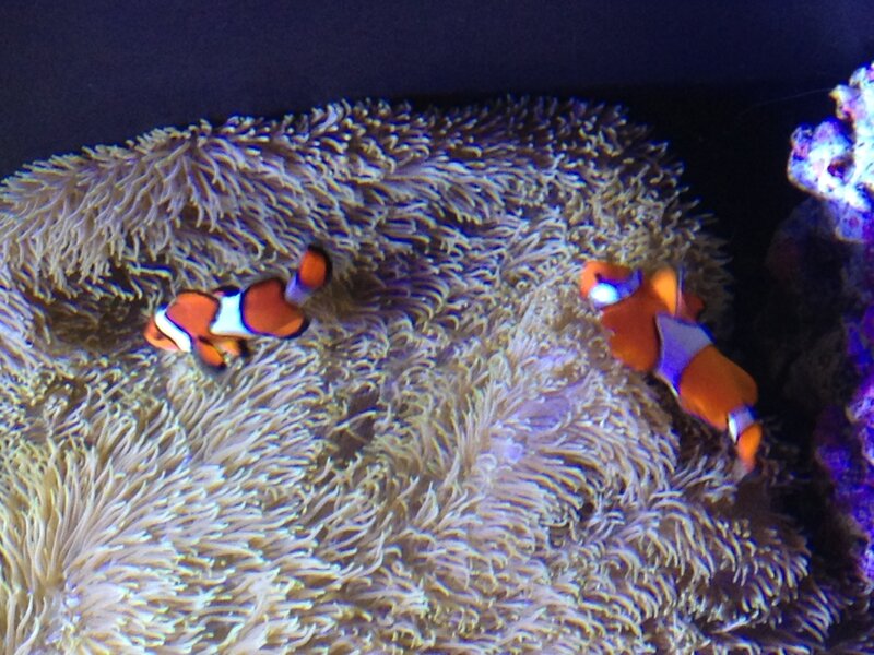 Two Clownfish in Anemone — Orange, Calm, Photograph, Coral