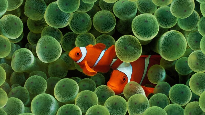 Two Clownfish in Anemone — Orange, Calm, Photograph, Ocean, Coral