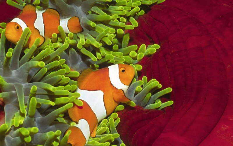 Two Clownfish in Anemone — Orange, Calm, Photograph, Ocean