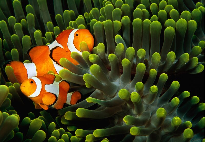 Two Clownfish in Anemone — Orange, Calm